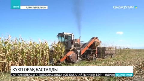 Алматы облысында дәнді дақылдар жинау науқаны басталды