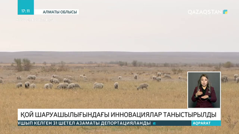Алматы облысында қой бағудың жаңа әдісі таныстырылды