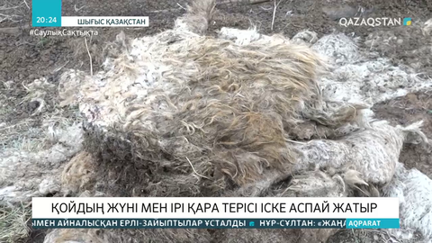 Шаруалар сойған малдың терісін іске асыра алмай отыр