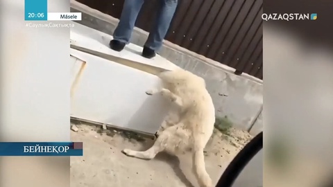 Жануарларға зәбір көрсетіп жүрген кімдер? Олардың жазасы қандай?