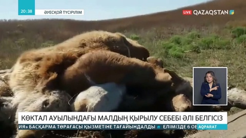 Шығыс Қазақстанда ірі қара мал неден қырылып жатыр?