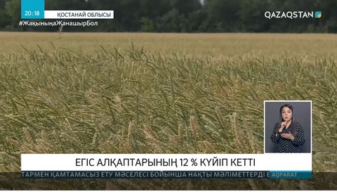 Қостанай облысында егіннің 12 пайызы күйіп кеткен