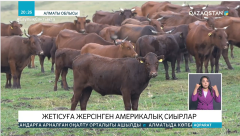 Жетісуға жерсінген америкалық сиырлар