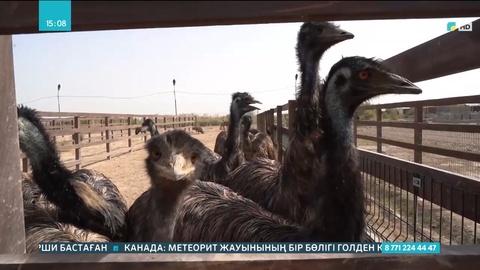 Құс өсіретін кәсіпкерлер қатары артып келеді