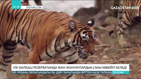 Іле-Балқаш резерватында жан-жануарлардың саны көбейіп келеді