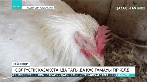 Солтүстік Қазақстанда тағы да құс тұмауы тіркелді