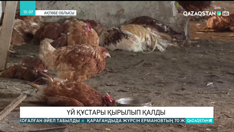 Ақтөбе облысында үй құстары қырылып қалды