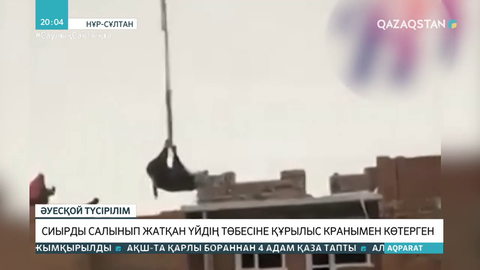 Елордада сиырды кранмен көтерген құрылысшылардың әрекеті қызу талқыға түсті