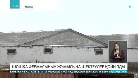 Бестамақтағы шошқа фермасының жұмысына шектеу қойылды