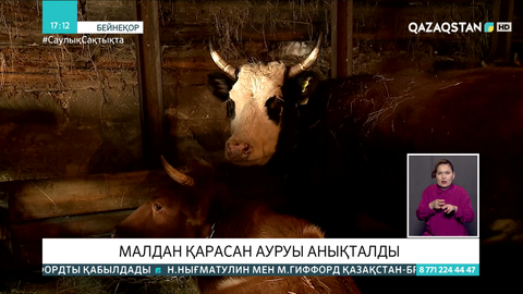 Ақтөбе облысында малдан қарасан ауруы анықталды