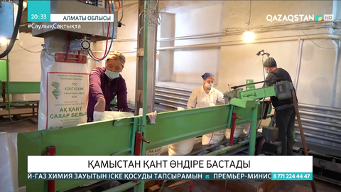 Алматы облысында қамыстан қант өндіріле бастады