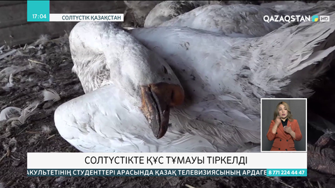 Саумалкөл көлінің жағасынан 102 үйрек пен 2 шағаланың өлексесі табылды