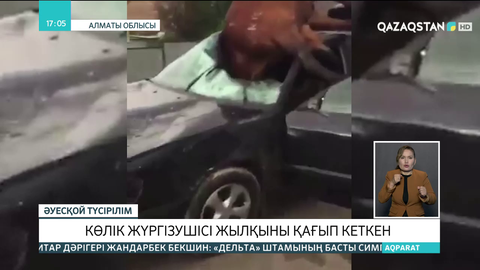 Алматы облысында жылқыны қаққан көлік жүргізушісіне қатысты тергеу басталды