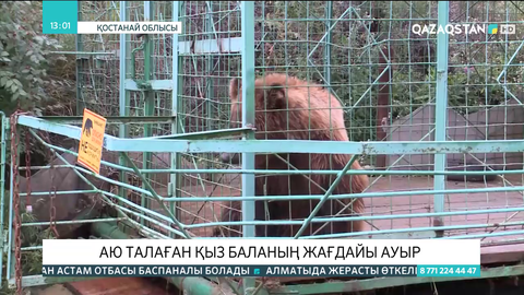 Қостанайдағы аю талаған бүлдіршіннің жағдайы ауыр