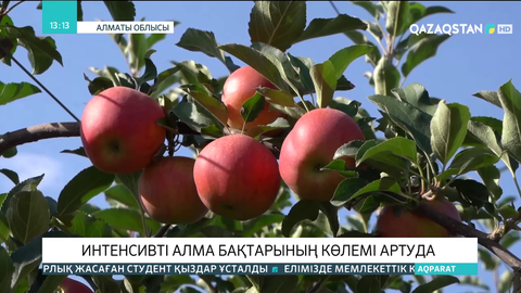 Алматы облысында интенсивті алма бақтарының көлемі артып келеді