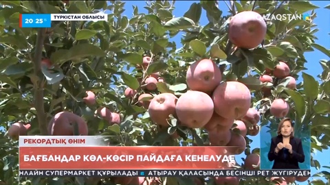 Түркістан облысында алма өсірген шаруалар көл-көсір пайдаға кенелуде