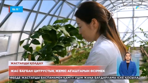 Қызылордада жас бағбан цитрустық жеміс ағаштарын өсірмек