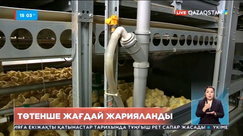 Ресейде құс тұмауы өршіді