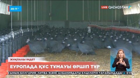 Еуропада құс тұмауы өршіп тұр