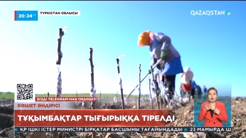Көшет өндірісі: Тұқымбақтар тығырыққа тірелді
