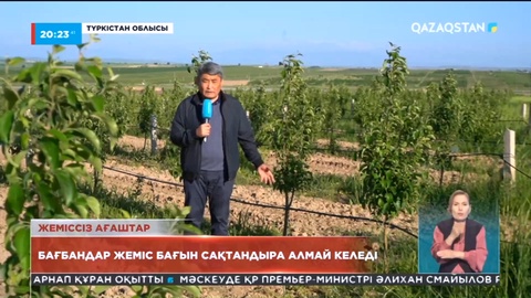 Түркістан облысында бағбандар жеміс бағын сақтандыра алмай келеді