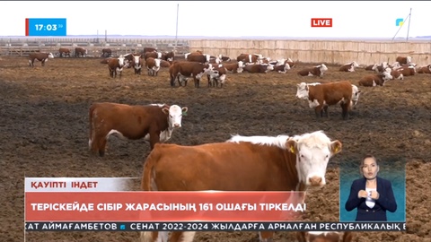 Солтүстік Қазақстанда «Сібір жарасының» 161 ошағы анықталды
