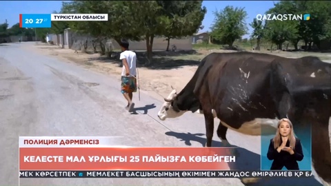 Түркістандағы Келесте мал ұрлығы 25 пайызға көбейген