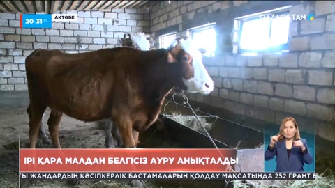 Ақтөбе облысының Әйтеке би ауданында  ірі қара малдан белгісіз ауру шықты