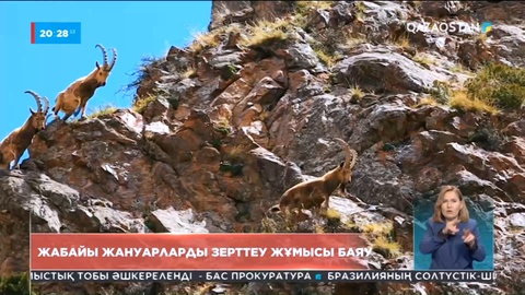 Жабайы жануарларды зерттеу жұмысы саябырлап тұр
