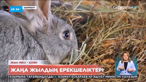 Шымкент қаласының оқушылары үй қояндарын өсіруді қолға алды