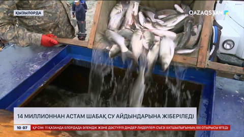 Қызылорда облысында 14 миллионнан астам шабақ су айдындарына жіберіледі