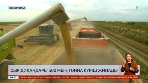 Сыр диқандары 500 мың тонна күріш жинады