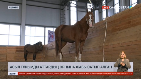 Ақтөбедегі ат спорты мектебінен шу шықты