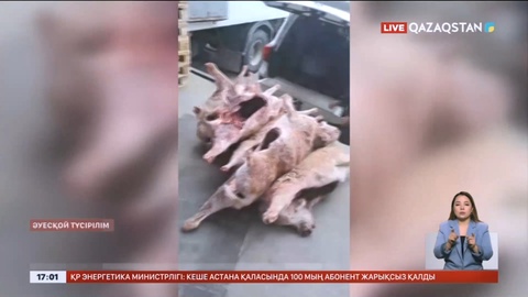 Қызылордада киік еті ашық саудаланып жатыр