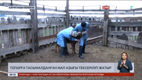 Сібір жарасы: Топар кентінде мал азығы тексерілуде
