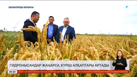 Қызылордалық шаруалар күріш алқаптарының көлемін ұлғайтпақ