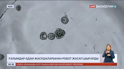 АҚШ ғалымдары адам жасушаларынан робот жасап шығарды