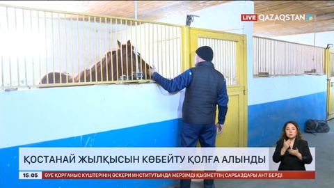 Қостанай жылқысын көбейту қолға алынды