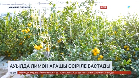 Жамбыл облысында лимон ағашы өсіріле бастады