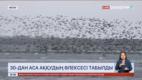 Маңғыстау өңірінде 30-дан аса аққудың өлексесі табылды