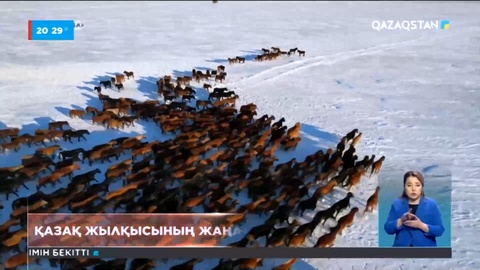 Абай облысында қазақ жылқысының жаңа түрі тіркелді