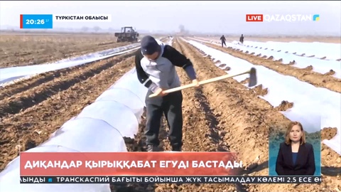 Түркістанда диқандар қырыққабат егуді бастады
