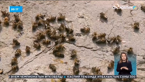 Түркістан облысының Шардара қаласында 30-ға жуық шаруашылықтың бал аралары қырылып қалды