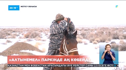 Жетісу облысында орналасқан «Алтынемел» ұлттық табиғи паркінде аң-құс көбейіп келеді