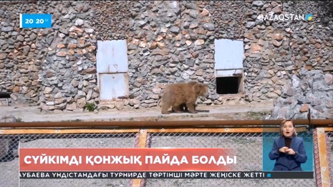 Шымкенттегі хайуанттар бағында сүйкімді қонжық пайда болды