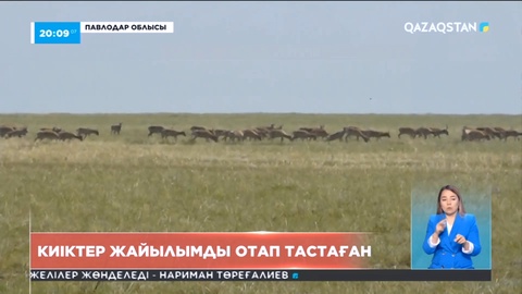Павлодар облысында киіктер жайылымды отап кеткен
