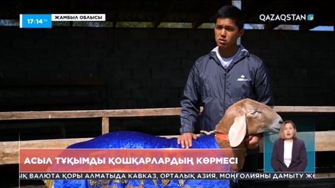 Жамбылда асыл тұқымды қошқарлардың көрмесі өтті
