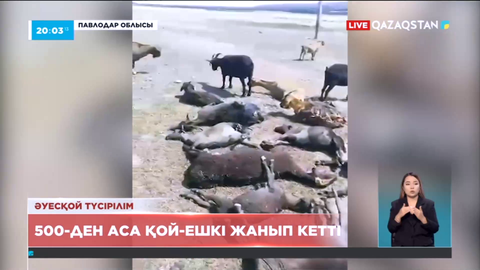 Павлодар облысына өрттен 500-ден аса қой-ешкі жанып кетті