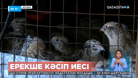 Елімізде бөдене жұмыртқасына сұраныс артып келеді