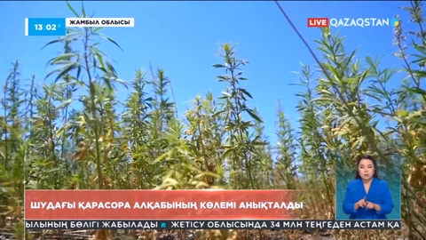 Шудағы қарасора алқабының көлемі анықталды